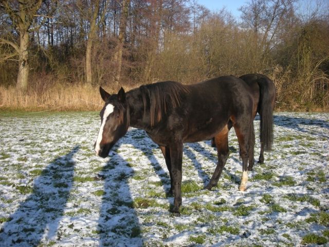 Holsteiner-Traber Stute - Pferde - Eutin