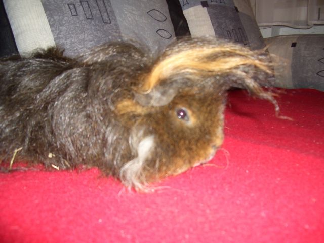 Meerschweinchen zu verschenken - Meerschweinchen - Bochum