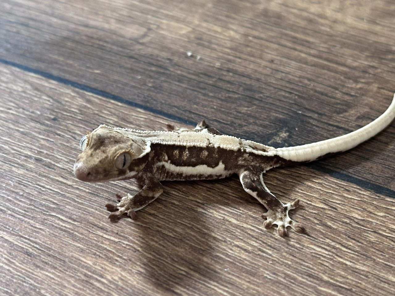 Atemberaubender Kronengecko Nachzucht (Quadstripe / Full Pinstripe) - Reptilien - Erfurt