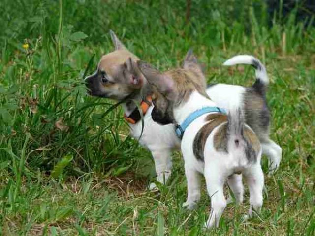 Süße Langhaar Chihuahuawelpen mit Papieren - Hunde - Lausanne 