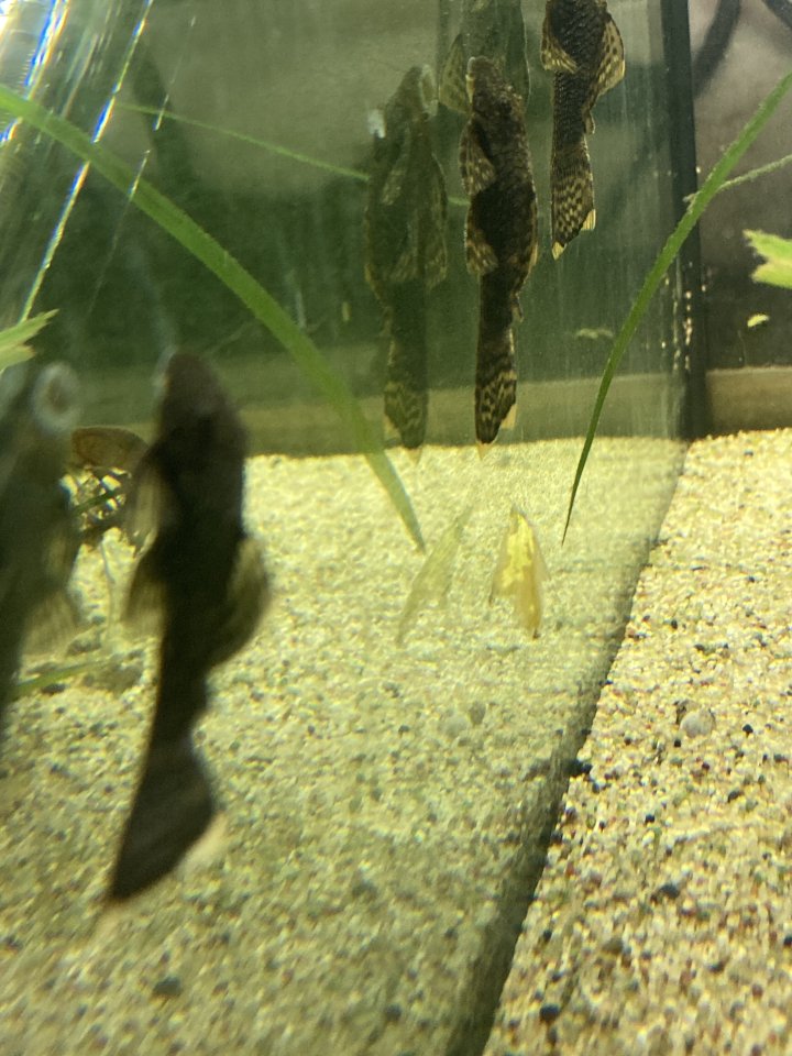 Welse, hübsche Jungtiere versch. Generationen - Fische - Ayl
