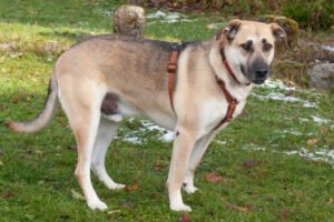 TOPAZ- männlich 4 Jahre 58 cm 38 kg Mix Gechipt Kastriert - Hunde - Lauf an der Pegnitz