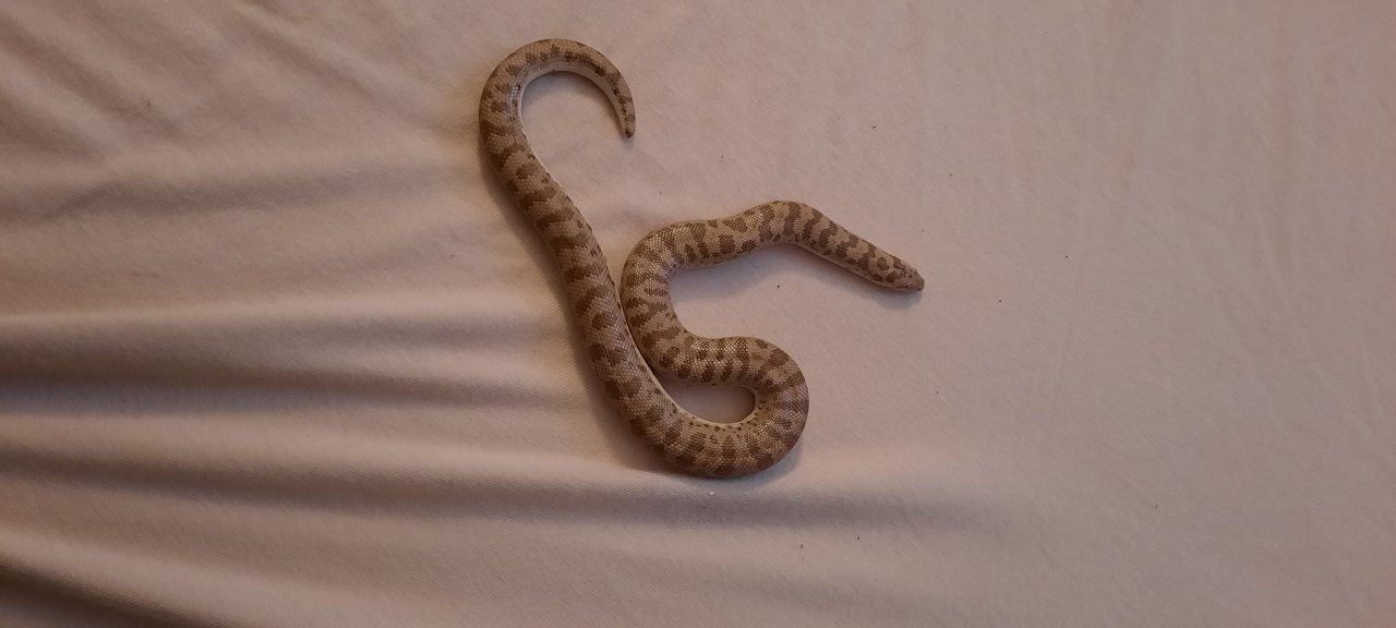 Östliche Sandboa (Eryx Miliaris) männlich NZ22 - Reptilien - Monschau