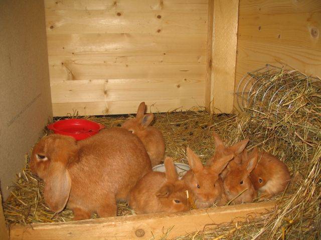 Rote zwergwidder 6 wochen alt - Hasen Kaninchen - Euskirchen
