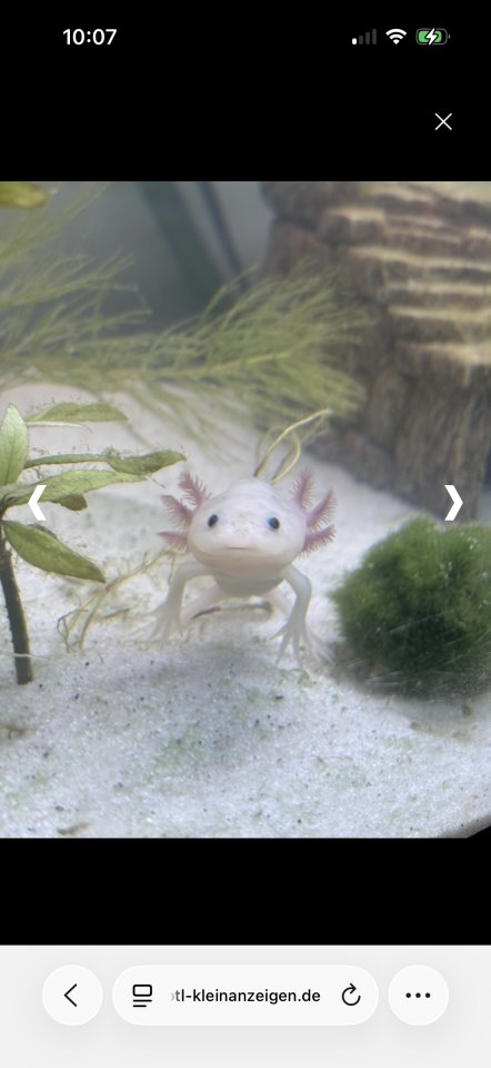 3 Junge Axolotl inkl. Aquarium - Fische - 