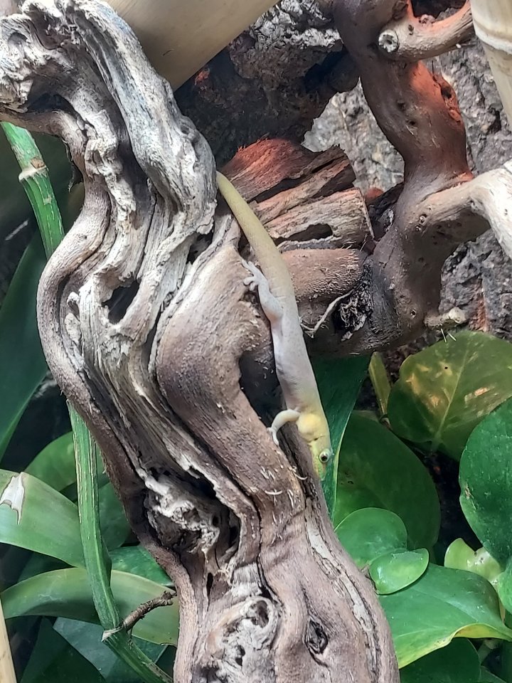 Goldstaubtaggecko 