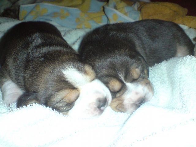 Beaglewelpen - Hunde - Eldena