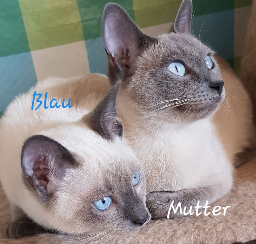Siam / Thai Kitten Blue Point, Babys, Kätzchen. 1 Junge. Abgabebereit. - Katzen - Celle