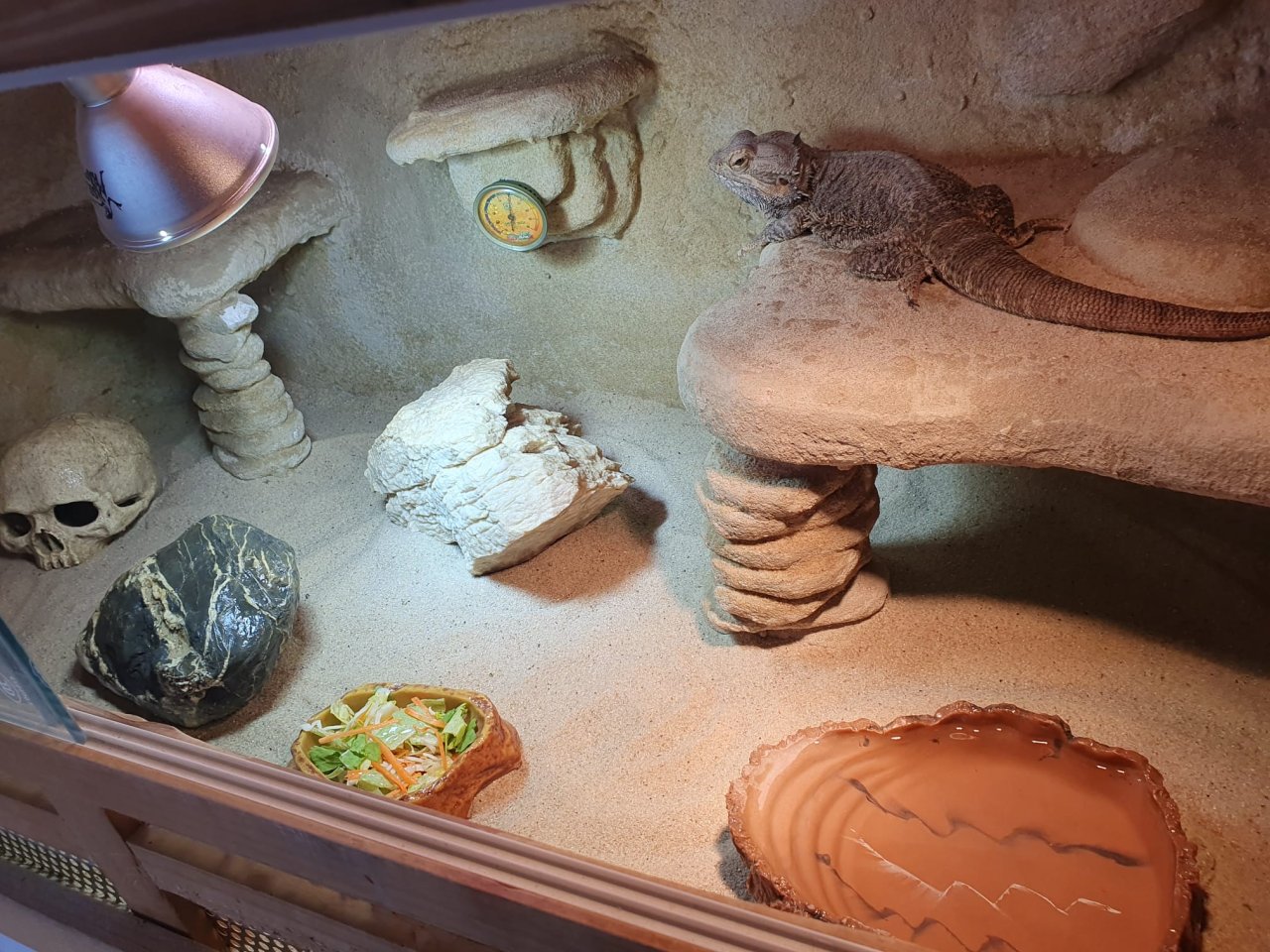 Bartagamen Mit Terrarium - Reptilien - Werl