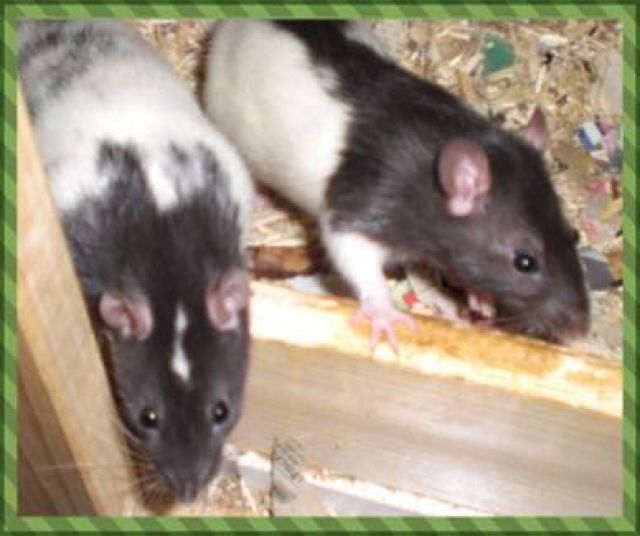  Junge Ratten direkt vom Züchter! (rex/dumbo) m/w - Ratten - Unterbreizbach