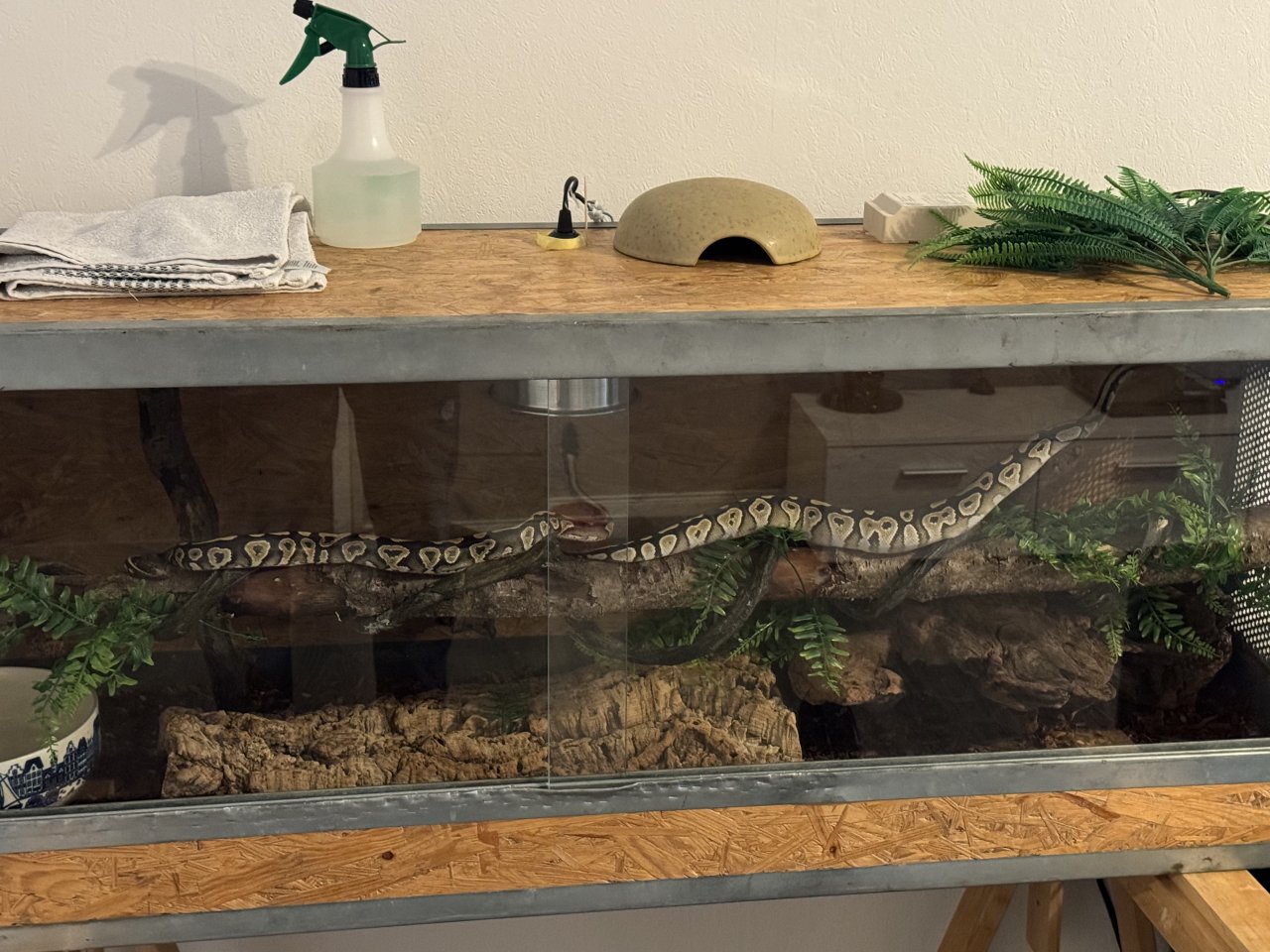 Königsphytons mit Terrarium abzugeben - Reptilien - Köln