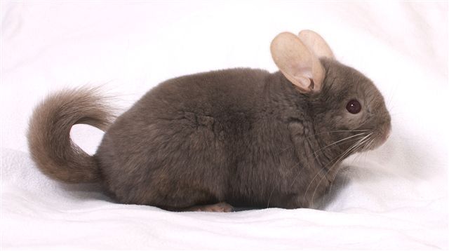 Chinchillas aus Hobbyzucht - Nagetiere Allgemein - Kirchdorf