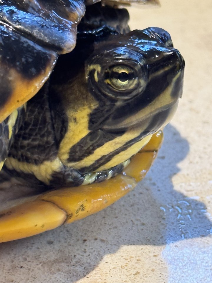 Wasserschildkröte Trachemys Scripta Scripta - Reptilien - Weiswampach