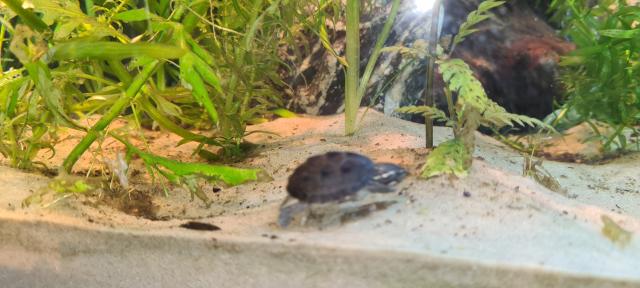 Aquarium komplett mit Besatzung  Wasserschildkröten  - Aquarien und Zubehoer - Dortmund 