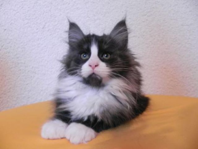 Echte Maine Coon Kitten mit Stammbaum auszugsbereit  - Haustiere - Steinau