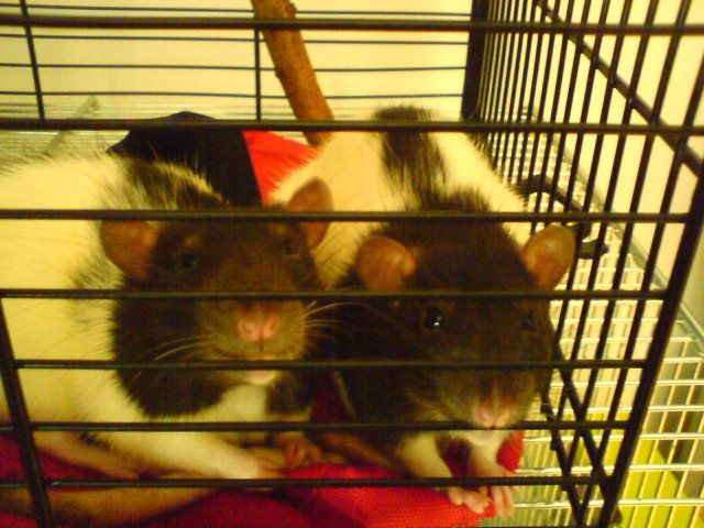 **Zahme und superliebe Rattenmädels suchen neues Zuhause**  - Ratten - Siegen