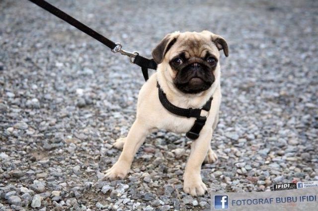 8 Monate Alter Mops Sucht Neues Zuhause Tieranzeigen Net