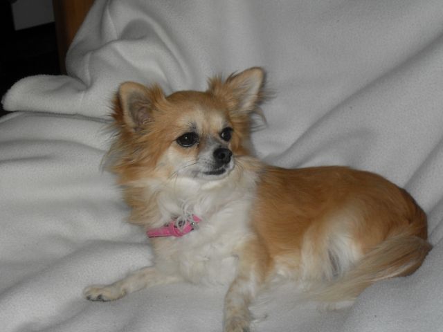 !!!REINRASSIGE CHIHUAHUAWELPEN!!! - Hunde - Thalmässing