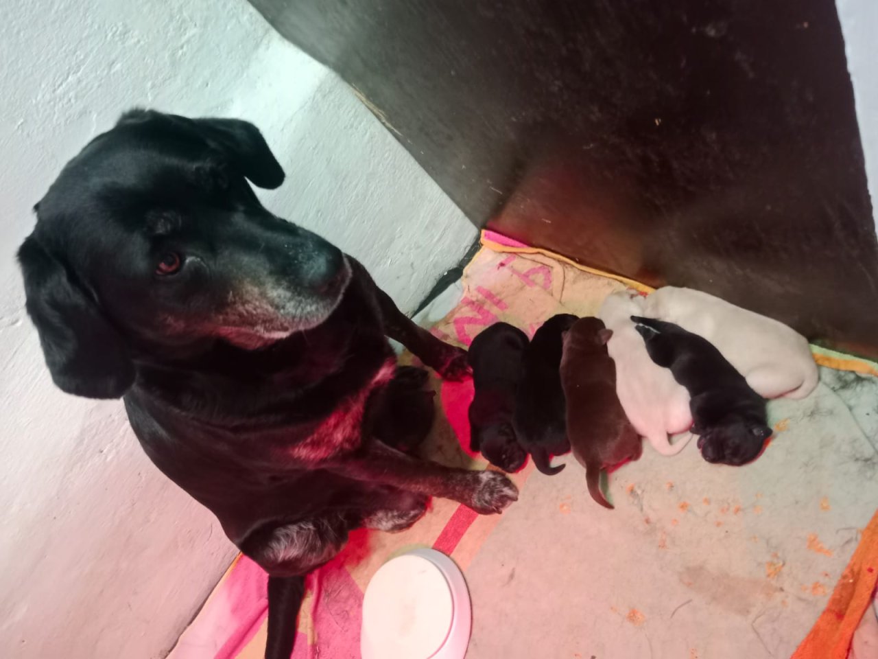 Labrador  Welpen Hunde schwarz braun gelb Hündin Rüde Hund - Hunde - Bad Wurzach