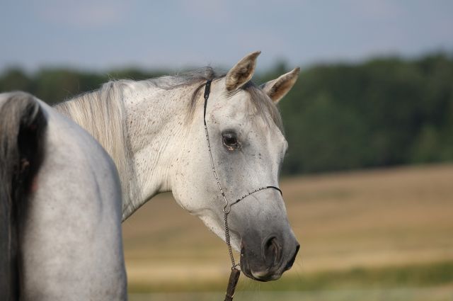Pferdepatenschaften gesucht - Tiere In Not - Dettelbach
