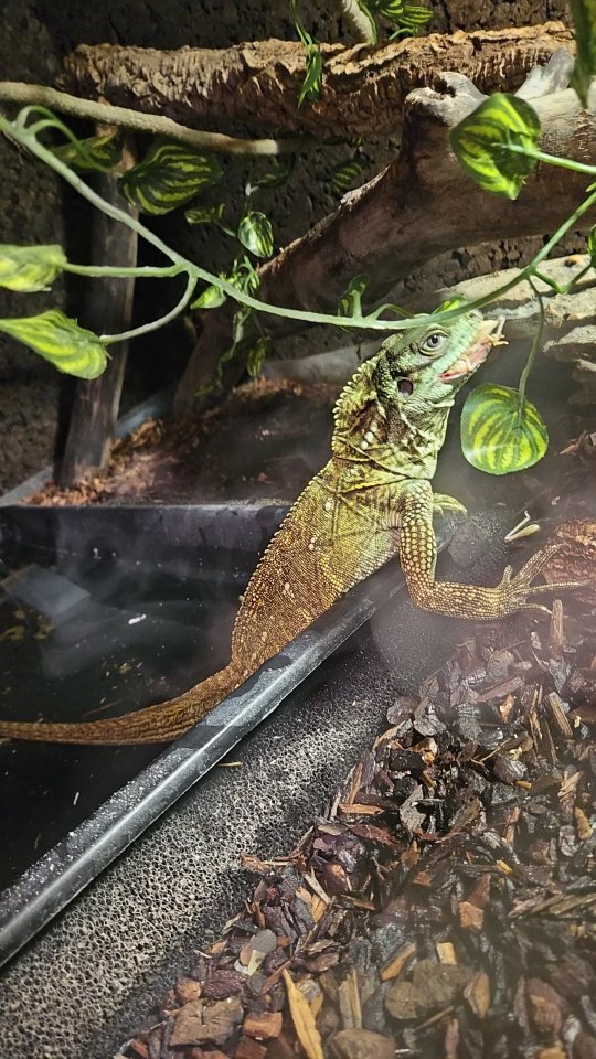 Hydrosaurus celebensis Männliche segelechse dringend zu verkaufen - Reptilien - Donauwörth