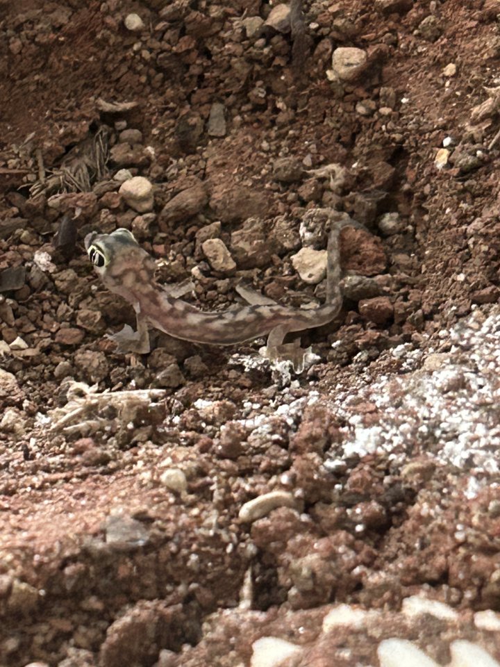 Namibgecko Pachydactylus Rangei - Reptilien - Dortmund