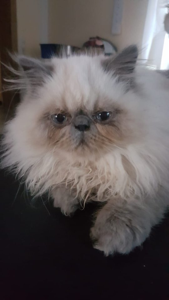 Perser, Jungtier, Kater, Colourpoint, blaue Augen - Katzen - Zeitz