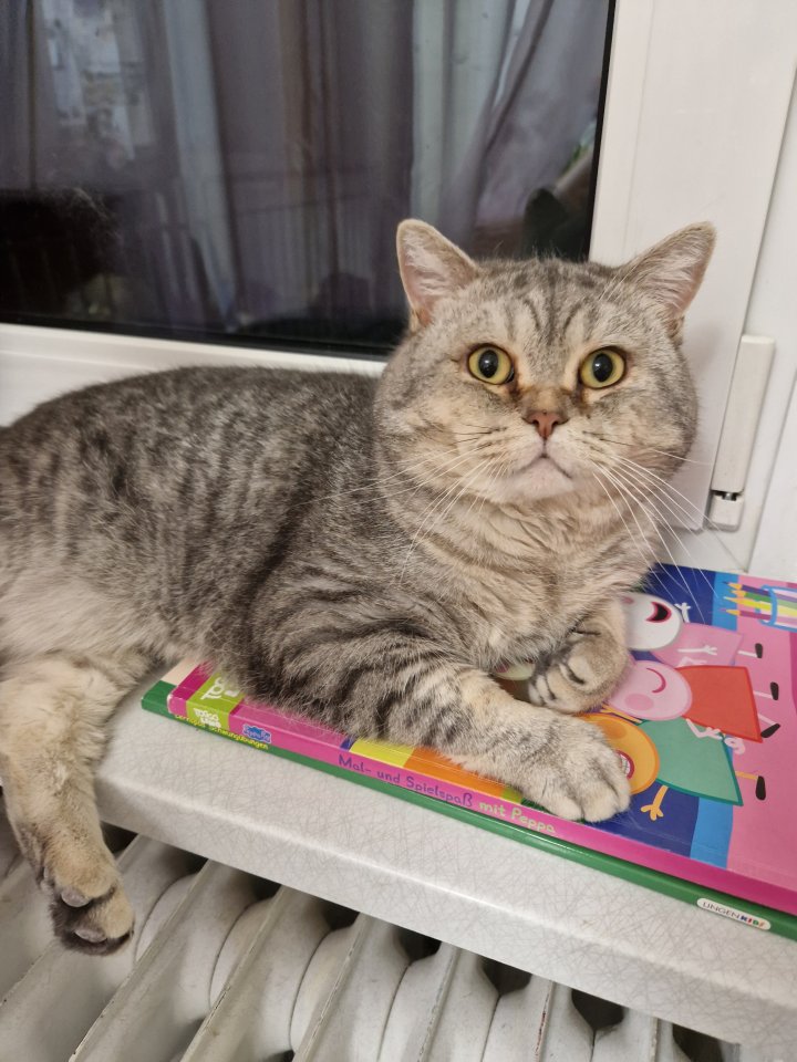 BKH Deckkater sehr erfahren - Katzen - Friesenheim