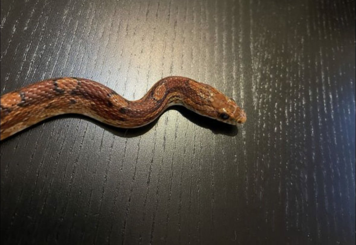3 Kornnattern inkl. hochwertigem Terrarium und Zubehör abzugeben! - Reptilien - Flörsheim am Main