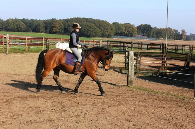 Lieber, temperamentvoller Kalti-Mix sucht zuverlässige, sichere Reiterin in Nie - Pferde - Hattingen