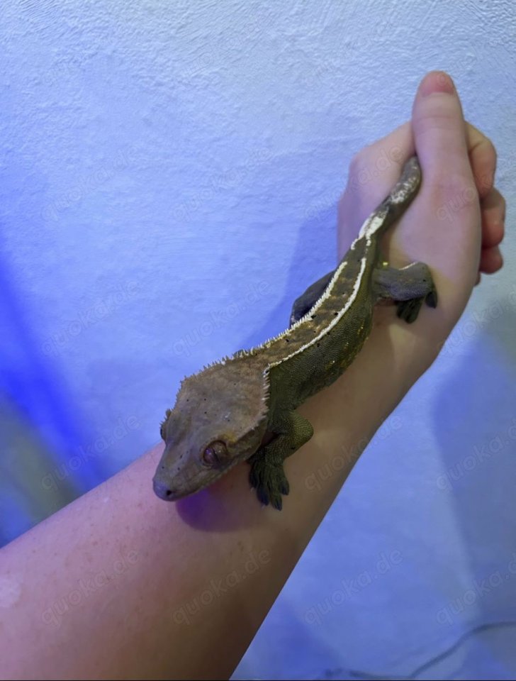 Kronengecko + Terrarium mit Unterschrank - Reptilien - Hanerau-Hademarschen