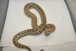 Dunkler Tigerphython 0.1 Caramal Poss Green - Reptilien - Ober-Mörlen