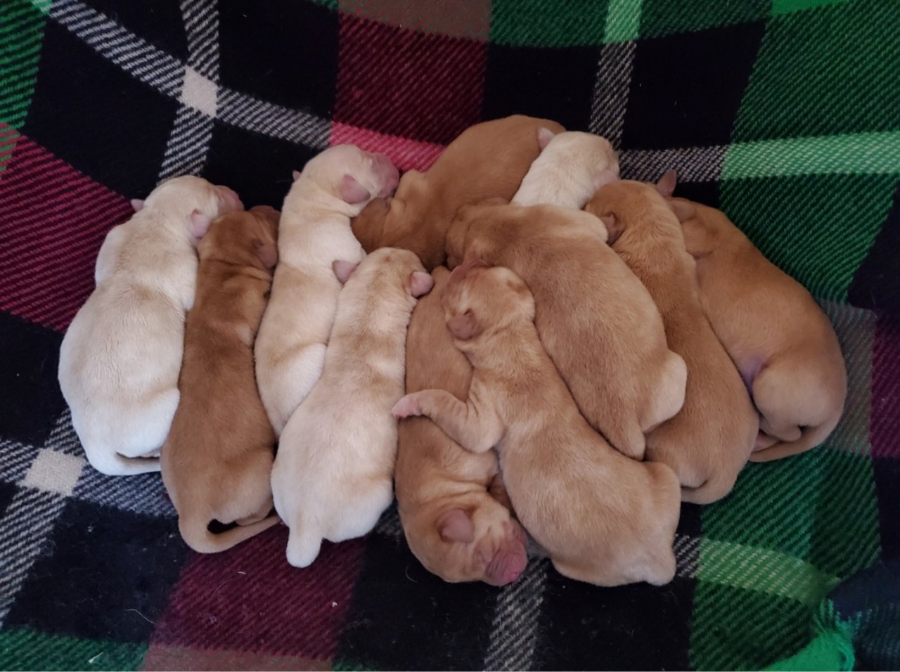 Zuckersüsse Labrador Welpen in Foxred und Blond - Hunde - Märkische Heide