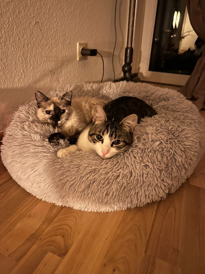 2 junge Tierschutz-Katzen suchen liebevolles Zuhause - Katzen - Mainz