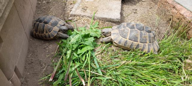 1.4 maurische Landschildkröten - Reptilien - Jena