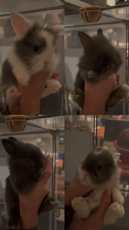 4  süße Zwergkaninchenbabys abzugeben - Nagetiere - BETTAINVILLERS