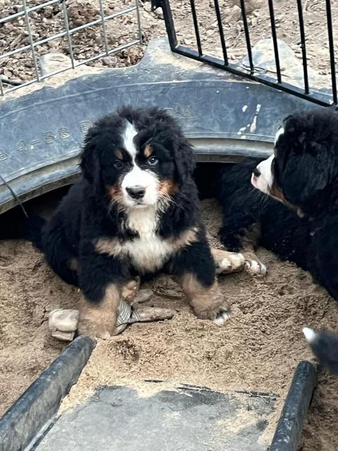 Berner Sennenhund Welpen suchen noch ein Zuhause - Hunde - Jüchen