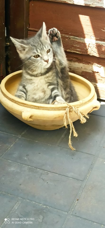 Süsse britisch kurzhaar mix - Katzen - Neuweiler
