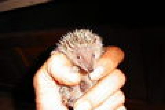 Igel Igeltanrek Kleinigel - Sonstige Haustiere - 
