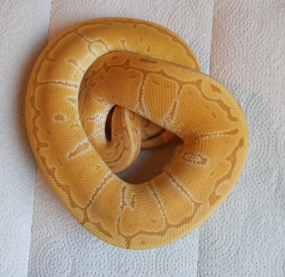 1.0 Hurricane Pinstripe Ultramel von 2024 - Reptilien - Wilnsdorf