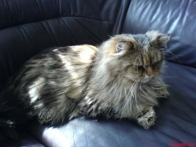 Perserkater in der farbe braun/schwarz getigert - Zubehoer Haustiere - Bielefeld