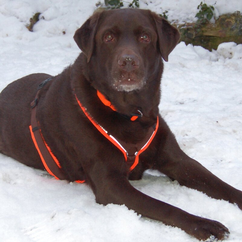 Sir Toni Brown - männlich 7 Jahre 59 cm 42.5 kg Labrador Gechipt Kastriert - Hunde - Lauf an der Pegnitz