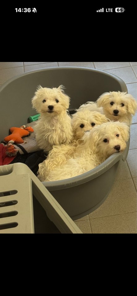 Malteser Welpen madchen - Hunde - Hannover