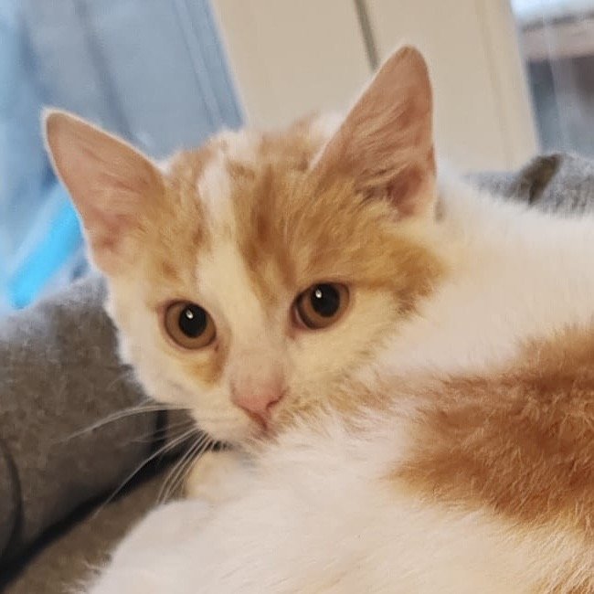 Fundkatze RISHI sucht ein Zuhsuse - Katzen - Hainburg an der Donau