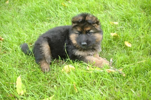 Deutsche Schäferhundwelpen mit roten SV Papieren - Hunde - fliessem