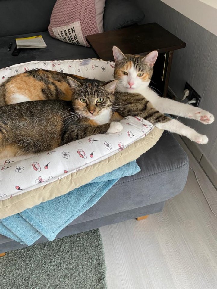 Weibliche EKH Katzen - Katzen - Lehrte
