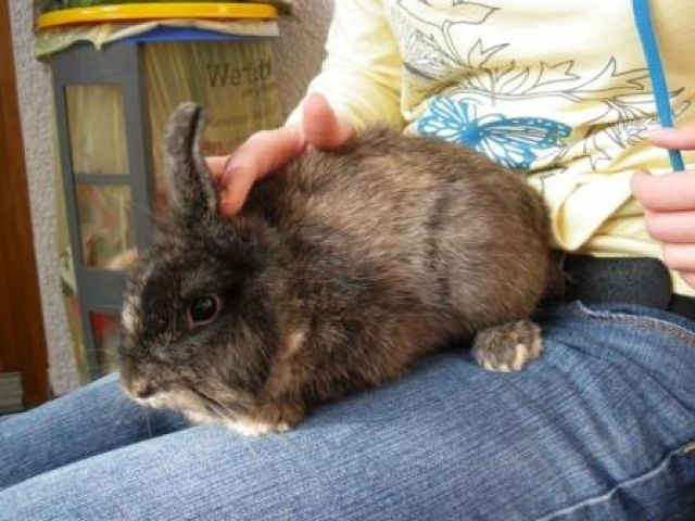 Männlich, 5 Monate sucht... - Hasen Kaninchen - Griesheim