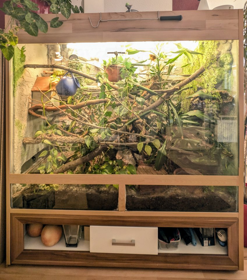 Großes Terrarium mit zwei weiblichen Kornnattern - Reptilien - Wunstorf