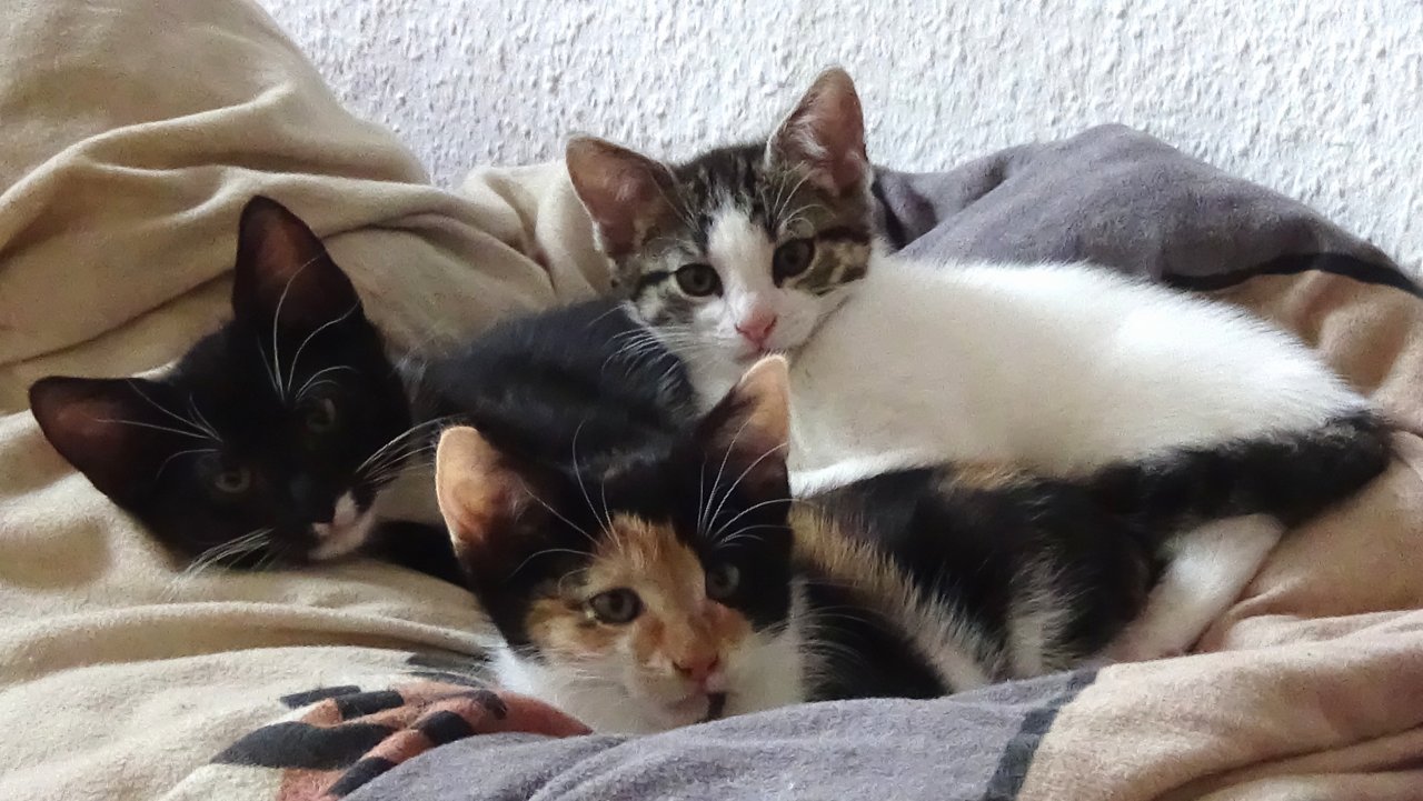 Kitten suchen ihr Zuhause - Katzen - Köln