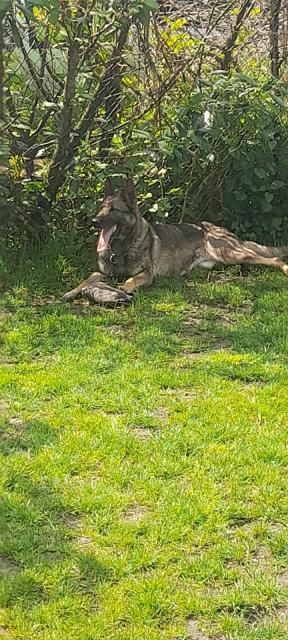 Deutscher Schäferhund in Liebe Hände abzugeben  - Hunde - Arnsberg